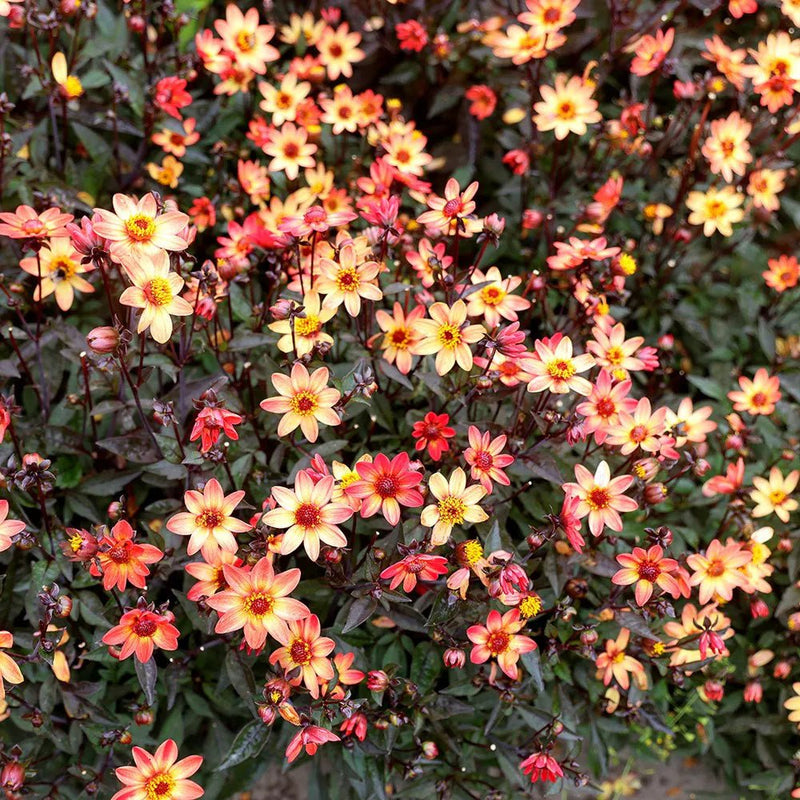 Dahlia Dark Angel - Star Wars - Caribbean garden seed