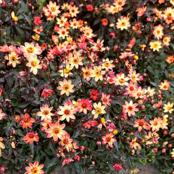 Dahlia Dark Angel - Star Wars - Caribbean garden seed