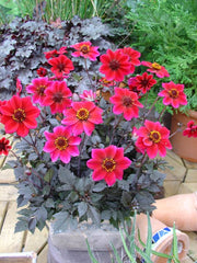 Dahlia Dark Angel - Dracula - Caribbean garden seed