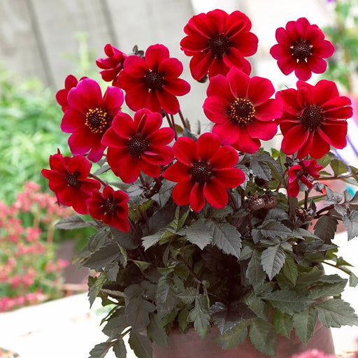Dahlia Dark Angel - Dracula - Caribbean garden seed