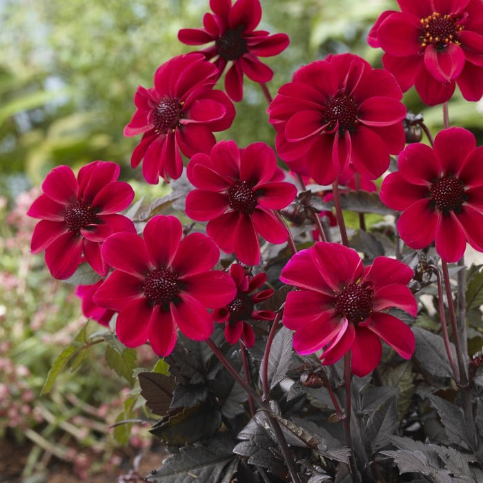Dahlia Dark Angel - Dracula - Caribbean garden seed