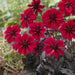 Dahlia Dark Angel - Dracula - Caribbean garden seed
