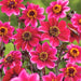 Dahlia Dark Angel - Dracula - Caribbean garden seed