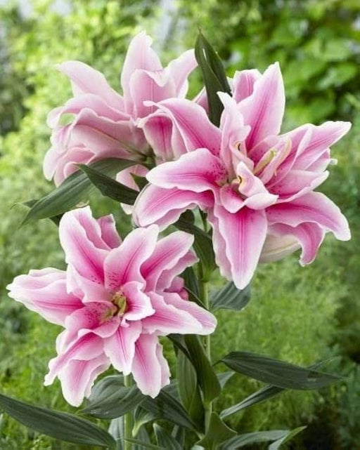 Lily Bulbs - Oriental, Distant Drum , fragrant - Caribbean garden seed