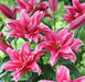 Lily Bulbs - Oriental, Distant Drum , fragrant - Caribbean garden seed