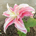 Lily Bulbs - Oriental, Distant Drum , fragrant - Caribbean garden seed