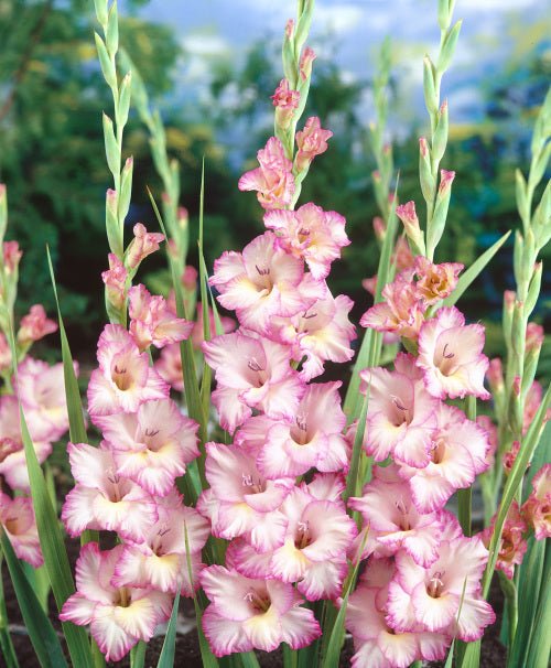 Gladiolus Bulbs - Tall Priscilla - Caribbean garden seed