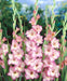 Gladiolus Bulbs - Tall Priscilla - Caribbean garden seed