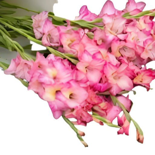 Gladiolus Bulbs - Tall Priscilla - Caribbean garden seed