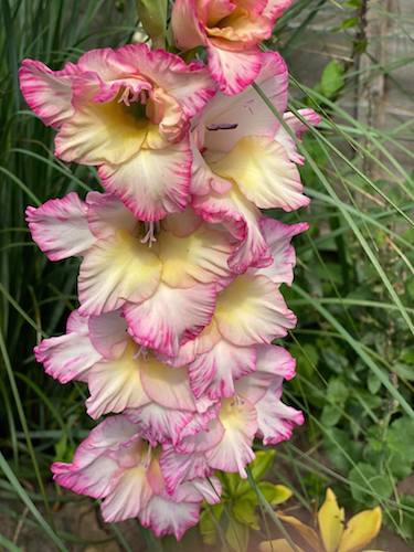 Gladiolus Bulbs - Tall Priscilla - Caribbean garden seed