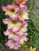 Gladiolus Bulbs - Tall Priscilla - Caribbean garden seed