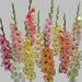 Gladiolus Bulbs - Dazzling Tangerine Mixture - Caribbean garden seed