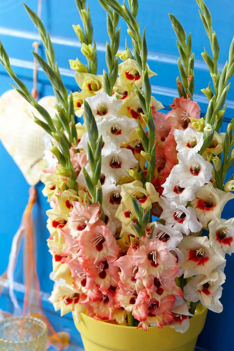 Gladiolus Bulbs - Dazzling Tangerine Mixture - Caribbean garden seed