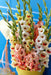 Gladiolus Bulbs - Dazzling Tangerine Mixture - Caribbean garden seed