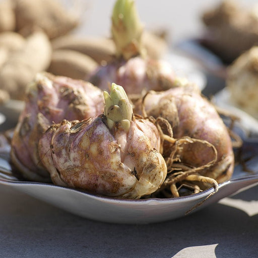 Lily Bulbs - Stargazing in Morocco Blend - Caribbean garden seed