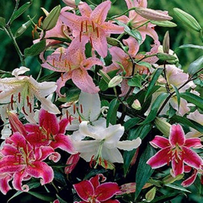 Lily Bulbs - Stargazing in Morocco Blend - Caribbean garden seed