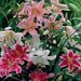 Lily Bulbs - Stargazing in Morocco Blend - Caribbean garden seed