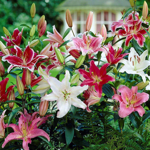 Lily Bulbs - Stargazing in Morocco Blend - Caribbean garden seed