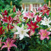 Lily Bulbs - Stargazing in Morocco Blend - Caribbean garden seed