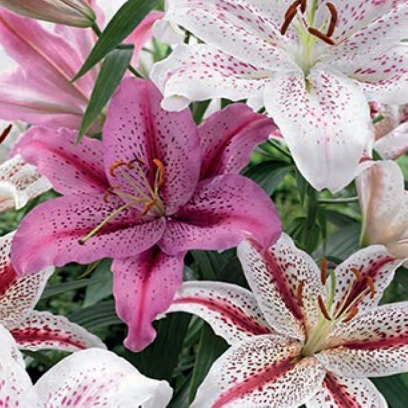 Lily Bulbs - Pink Tiger Blend - Caribbean garden seed