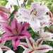 Lily Bulbs - Pink Tiger Blend - Caribbean garden seed
