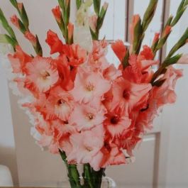 Gladiolus Bulbs - Pretty in pink Mixture - Caribbean garden seed