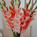 Gladiolus Bulbs - Pretty in pink Mixture - Caribbean garden seed