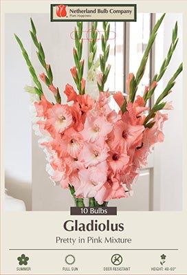 Gladiolus Bulbs - Pretty in pink Mixture - Caribbean garden seed