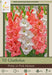Gladiolus Bulbs - Pretty in pink Mixture - Caribbean garden seed