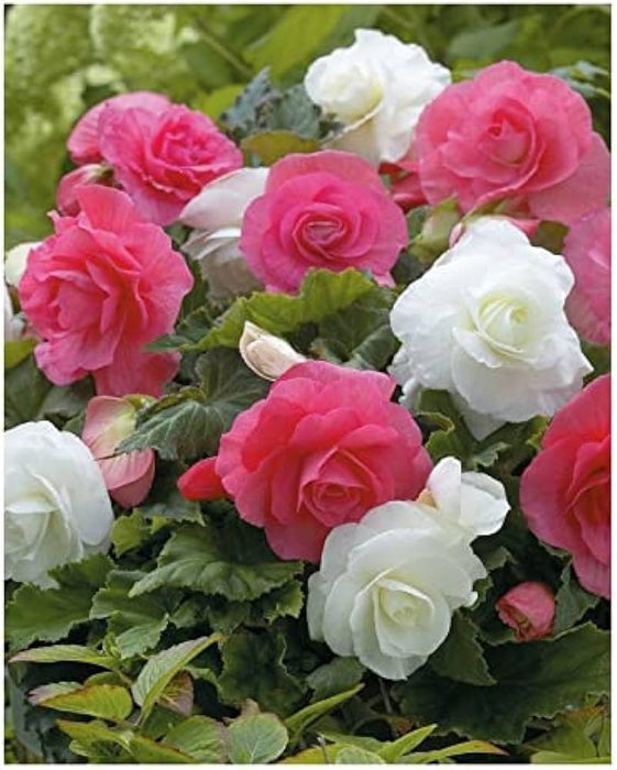 Begonia  Double - Pink White , Mixed - Caribbean garden seed