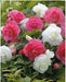 Begonia  Double - Pink White , Mixed - Caribbean garden seed