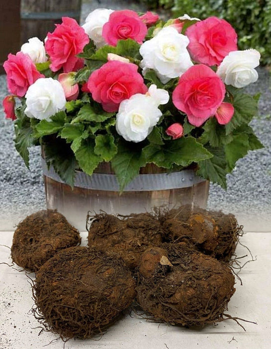 Begonia  Double - Pink White , Mixed - Caribbean garden seed
