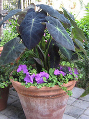 Elephant Ears -( BULBS )- aloha - Caribbean garden seed