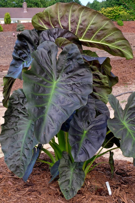 Elephant Ears -( BULBS )- aloha - Caribbean garden seed