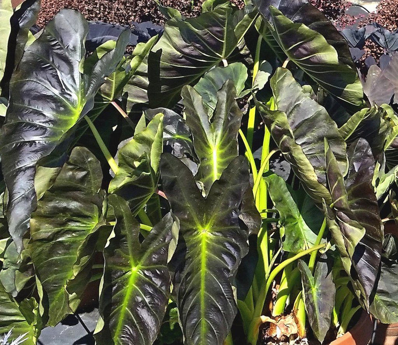 Elephant Ears -( BULBS )- aloha - Caribbean garden seed