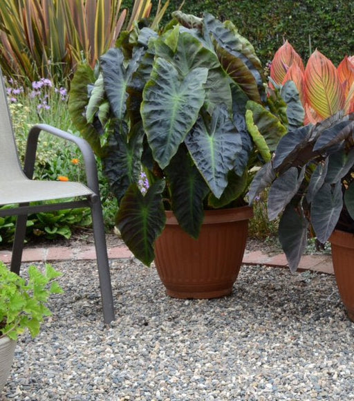 Elephant Ears -( BULBS )- aloha - Caribbean garden seed