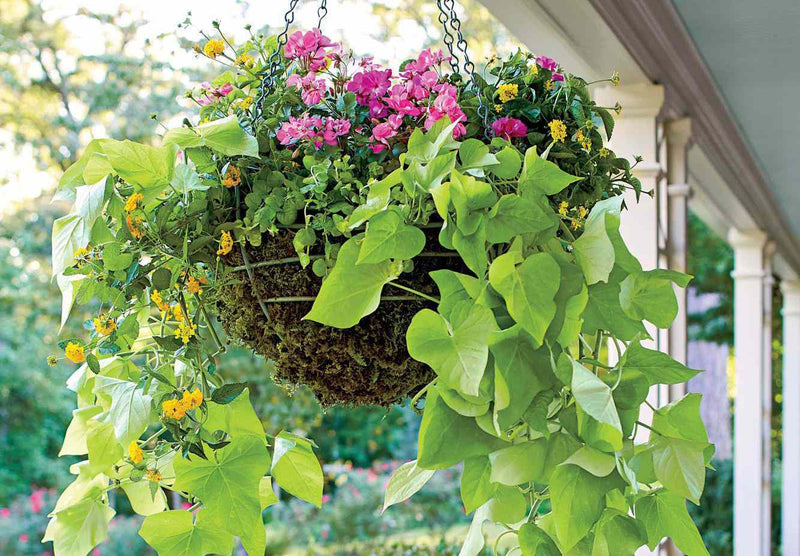 Sweet Potato Vine - Margaita - Ornamental - Caribbean garden seed