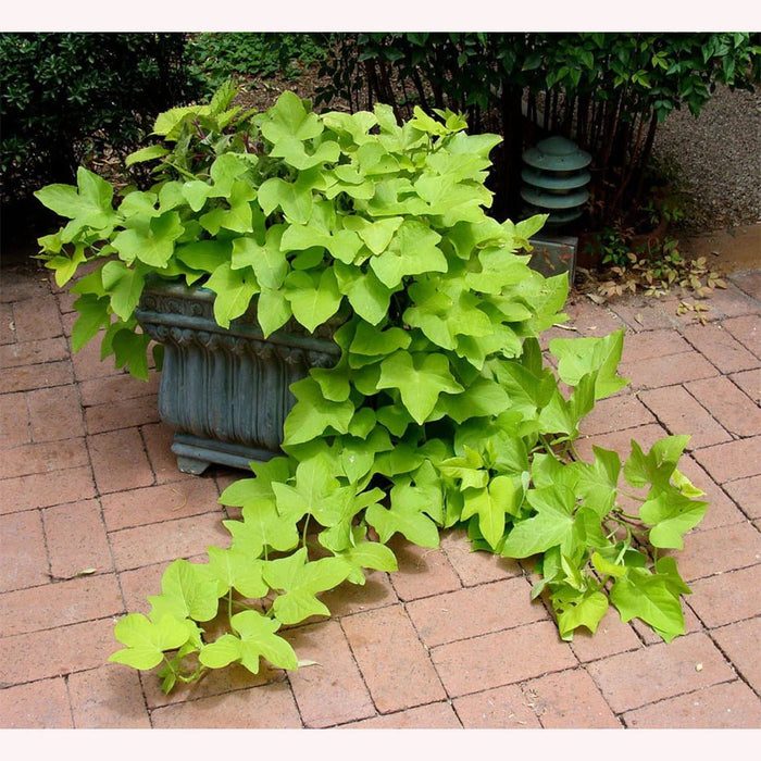 Sweet Potato Vine - Margaita - Ornamental - Caribbean garden seed