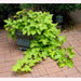 Sweet Potato Vine - Margaita - Ornamental - Caribbean garden seed