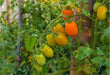 Tomato Plants - Roma - Caribbean garden seed
