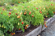 Tomato Plants - Roma - Caribbean garden seed