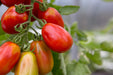 Tomato Plants - Roma - Caribbean garden seed