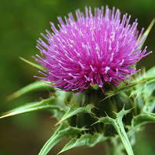Herb Seeds - Milk Thistle - Organic - Caribbean garden seed