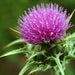 Herb Seeds - Milk Thistle - Organic - Caribbean garden seed