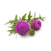Herb Seeds - Milk Thistle - Organic - Caribbean garden seed