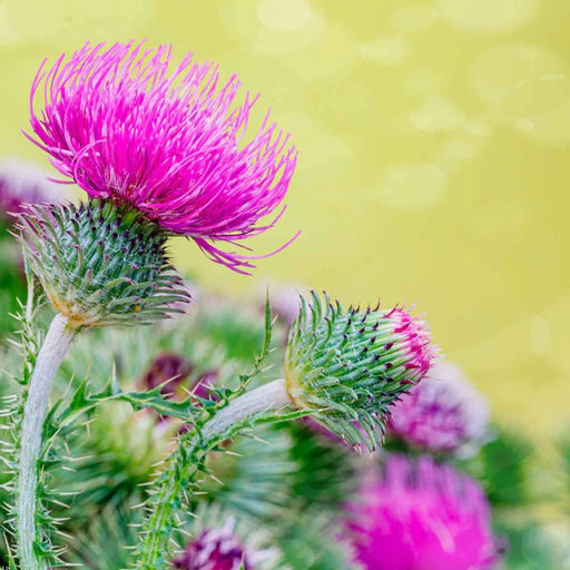 Herb Seeds - Milk Thistle - Organic - Caribbean garden seed