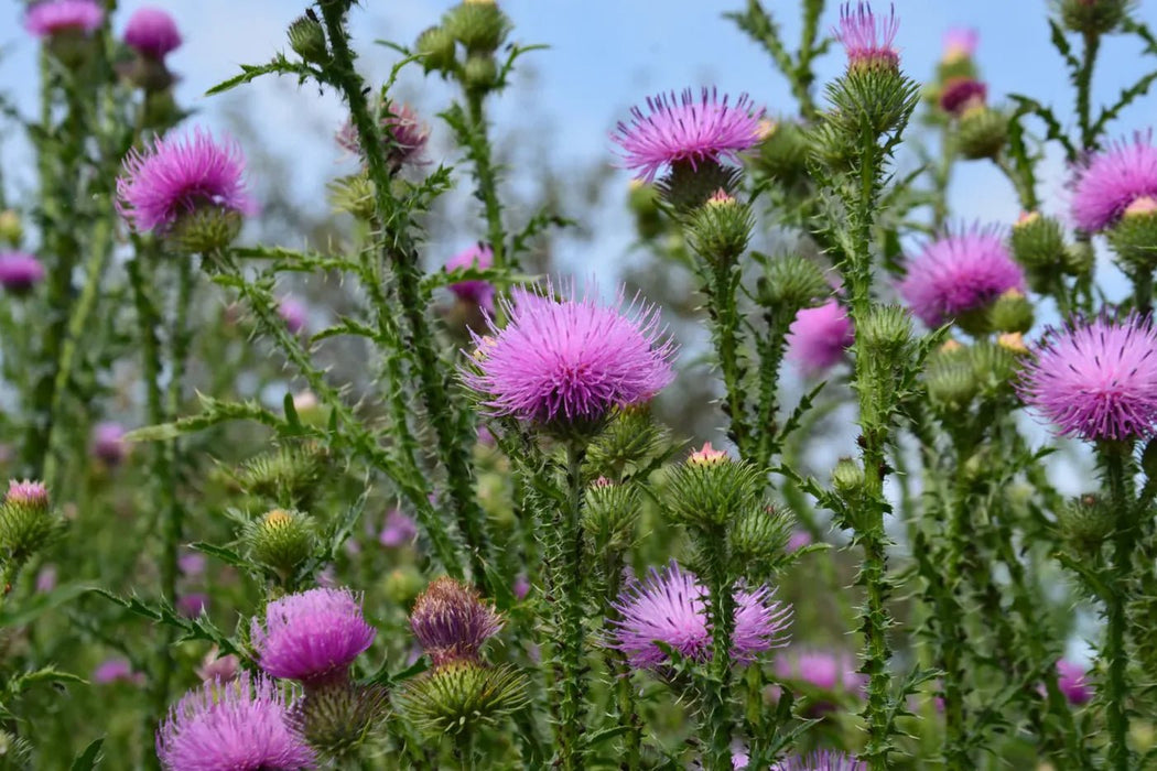 Herb Seeds - Milk Thistle - Organic - Caribbean garden seed
