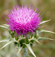Herb Seeds - Milk Thistle - Organic - Caribbean garden seed