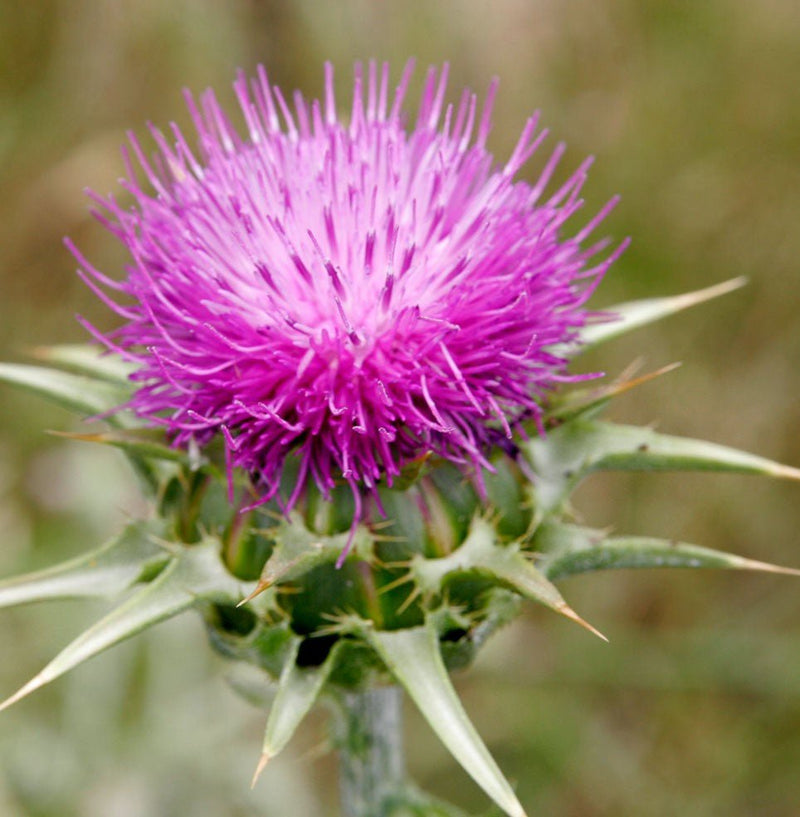 Herb Seeds - Milk Thistle - Organic - Caribbean garden seed