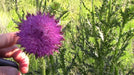 Herb Seeds - Milk Thistle - Organic - Caribbean garden seed